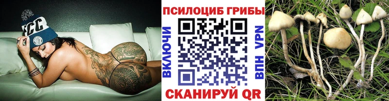 Галлюциногенные грибы Psilocybe  где продают наркотики  OMG рабочий сайт  Ветлуга 